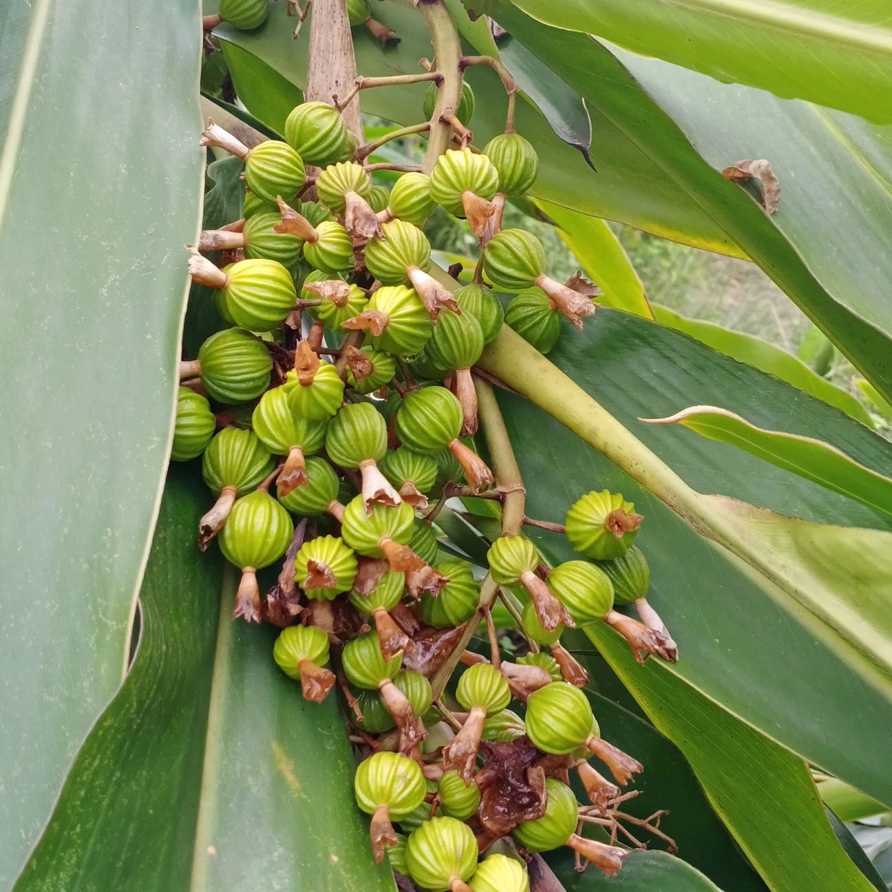 Amomum Seed Amomum Seed
