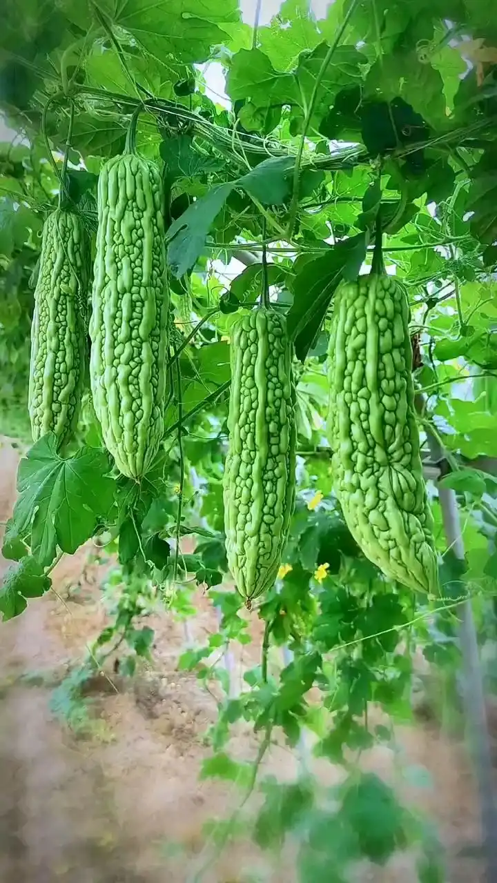 bitter melon bitter melon
