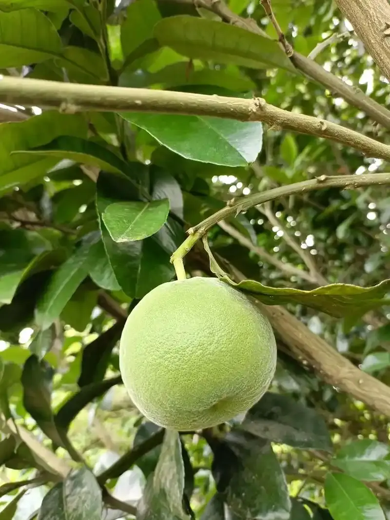 Exocarpium Citri Grandis Powder Exocarpium Citri Grandis Powder