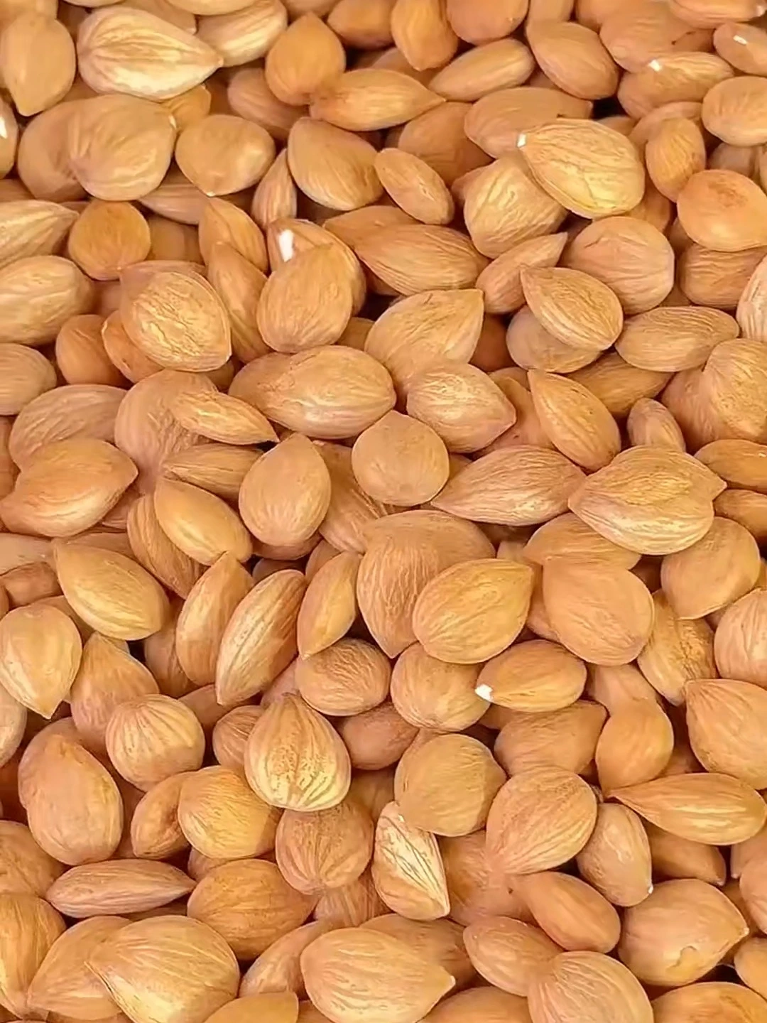 Apricot Kernel Apricot Kernel