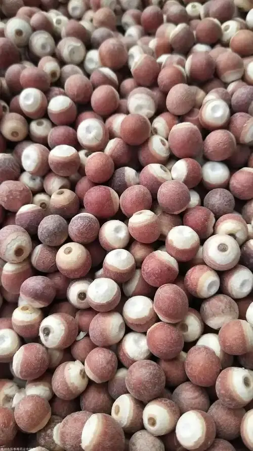 Euryale Seed