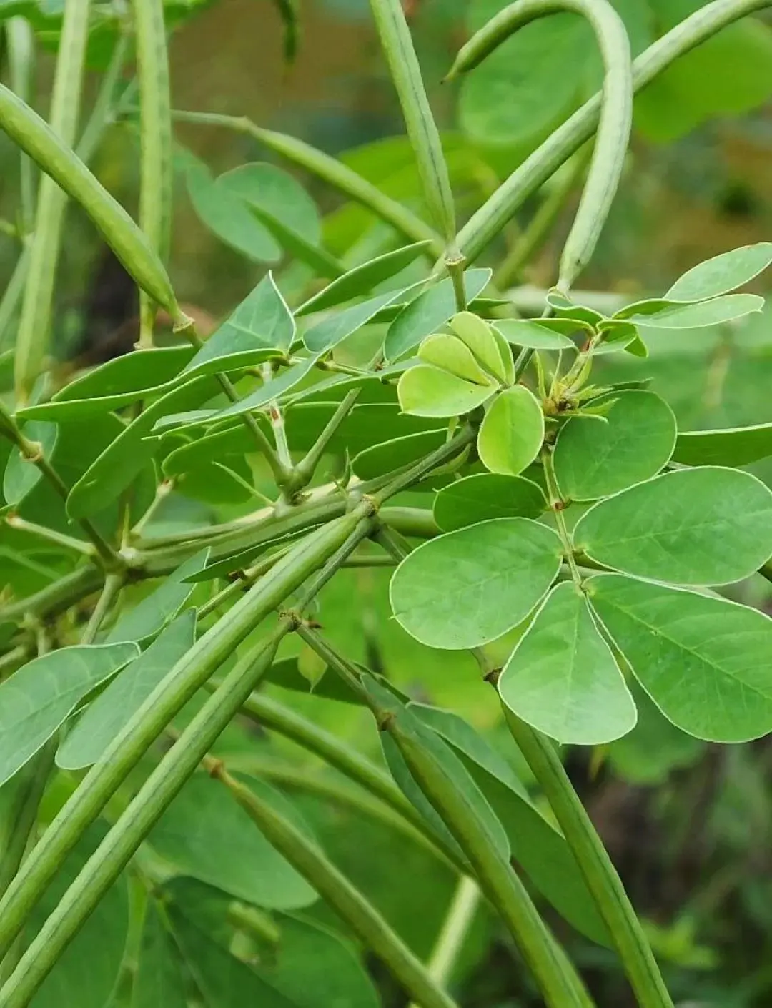 Cassia Seed Cassia Seed