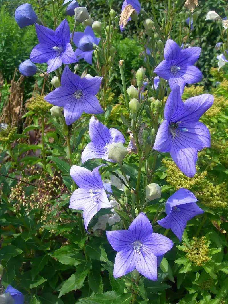 Platycodon Root Platycodon Root
