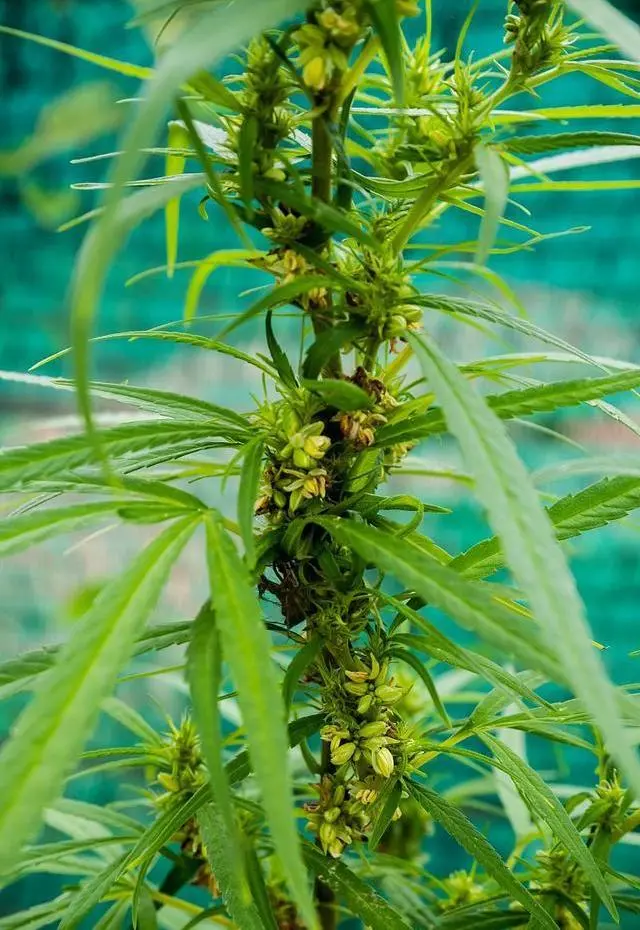 Hemp Seed Hemp Seed