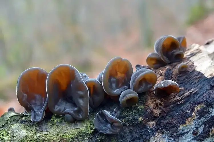 Black Fungus