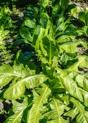 Chicory Root