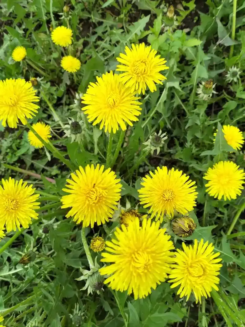 Dandelion Herb
