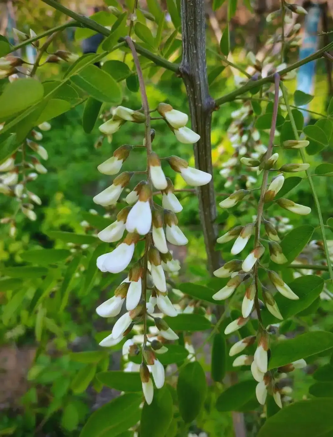 Sophora Japonica Flower Sophora Japonica Flower