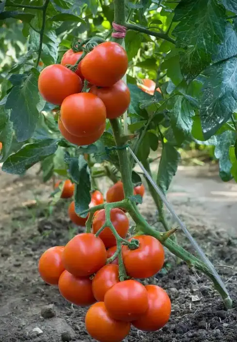 Tomato