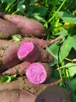 Purple Sweet Potato Purple Sweet Potato