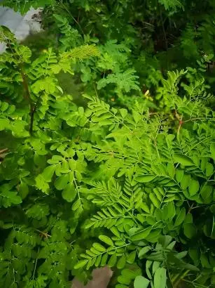 Moringa Leaf Moringa Leaf