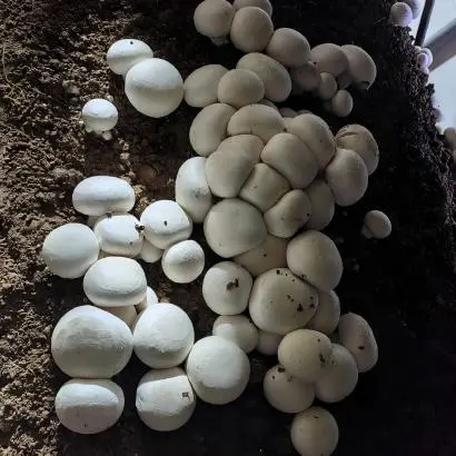 Button Mushroom