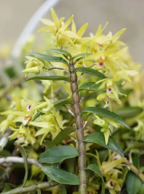 Dendrobium