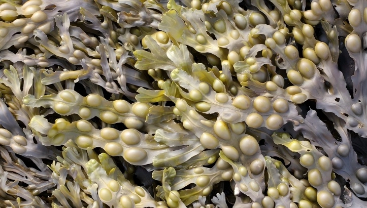 Fucus