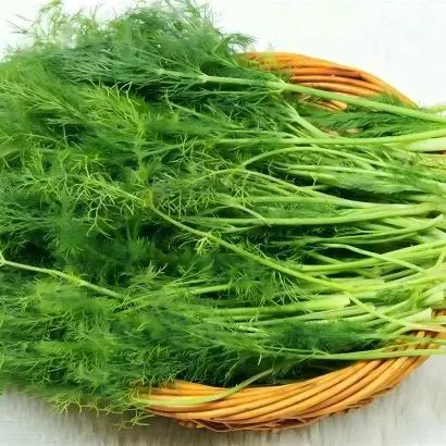 Fennel