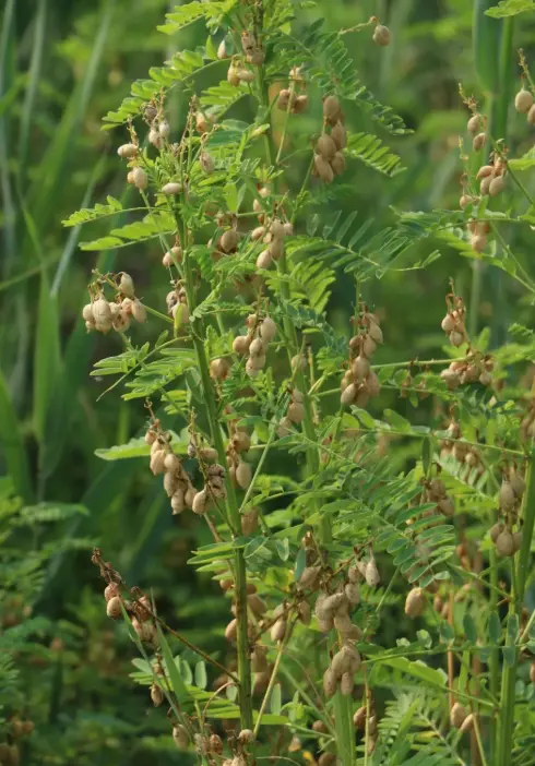 Flatstem Milkvetch Flatstem Milkvetch