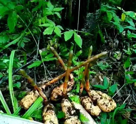 Gastrodia Extract