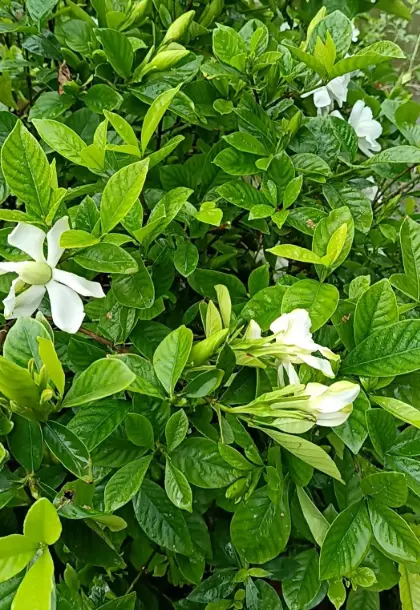 Gardenia