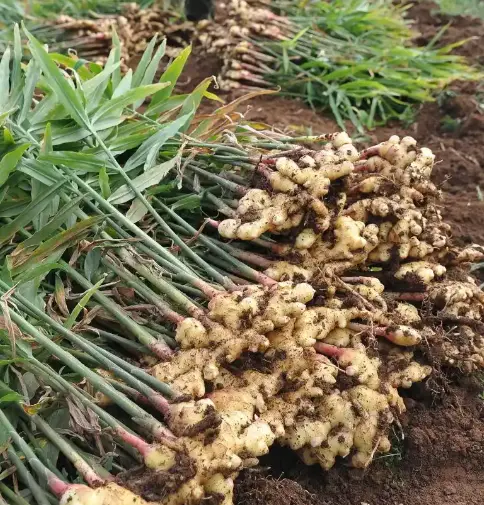 Ginger Ginger