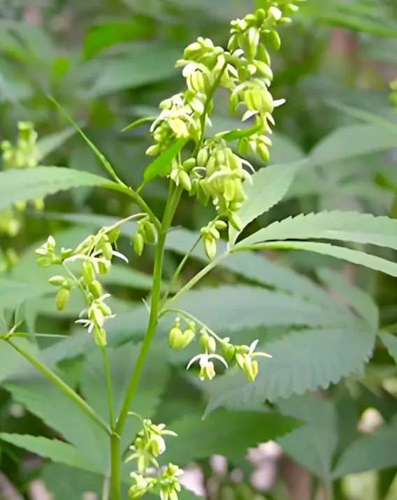 Hemp Seed Extract Hemp Seed Extract