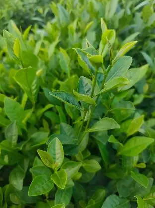 Green Tea Green Tea