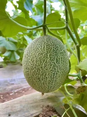 Cantaloupe