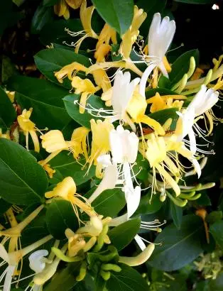 Honeysuckle