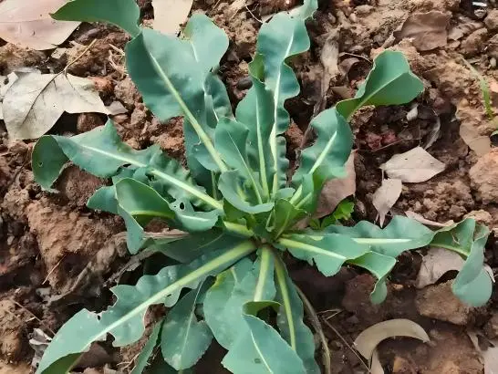 Isatis Root