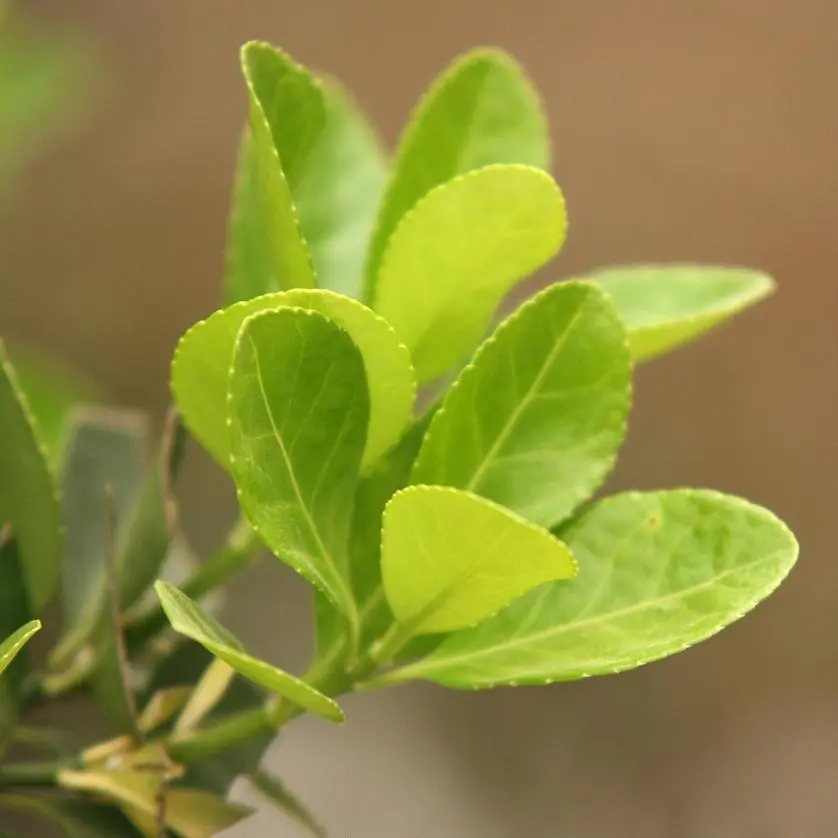 ilex leaf