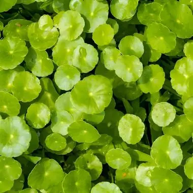 gotu kola gotu kola