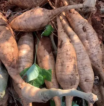 Kudzu Root Kudzu Root