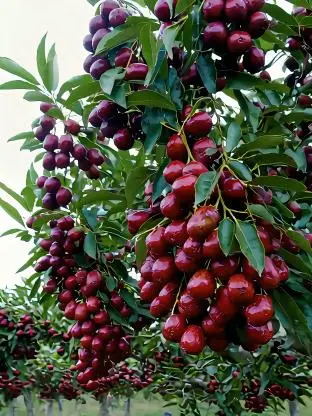 Jujube Jujube