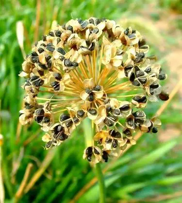Leek Seed