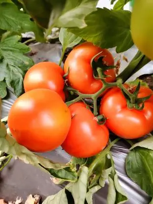 Lycopene Lycopene