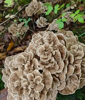Maitake Mushroom Maitake Mushroom