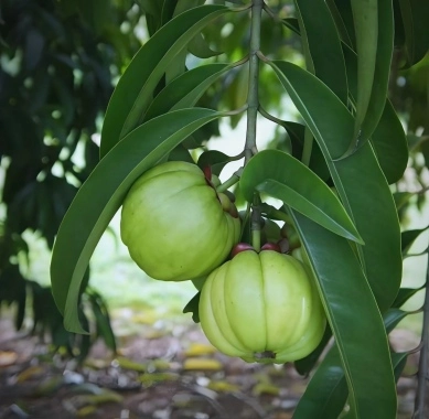 garcinia cambogia