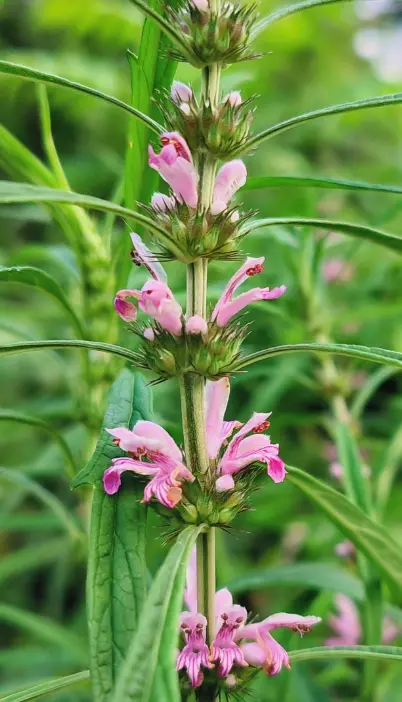 Motherwort Motherwort