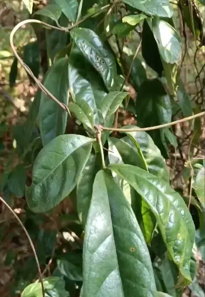 Morinda Officinalis
