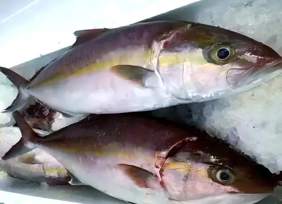 Marine Fish Oligopeptide Marine Fish Oligopeptide