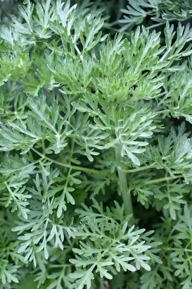 Mugwort Mugwort