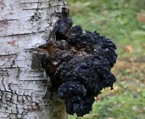 Chaga Mushroom