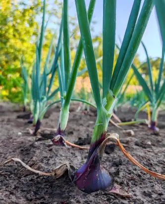 Onion Onion