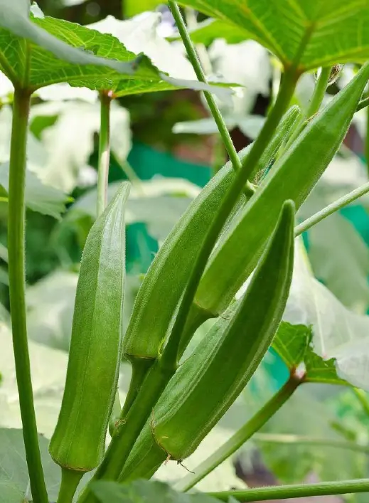 Okra