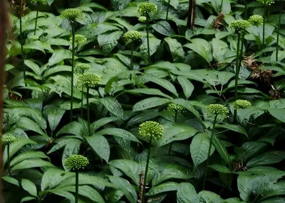 Notoginseng Notoginseng