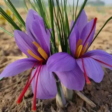 Saffron