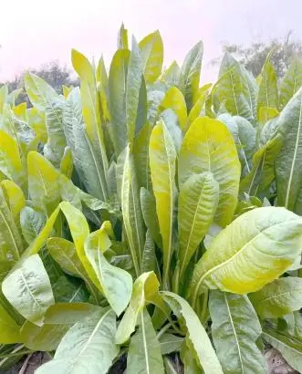 Chicory