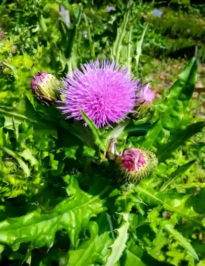 Cirsium