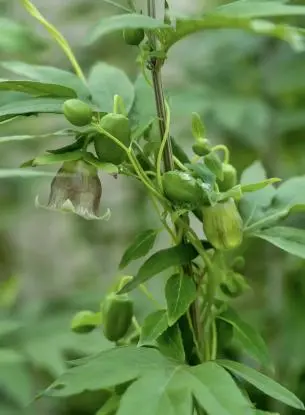 Codonopsis Extract