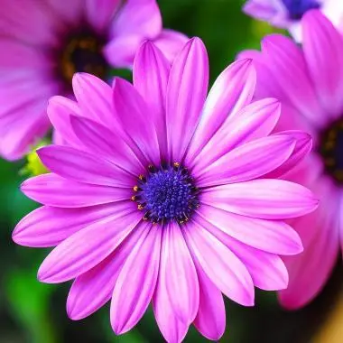 echinacea