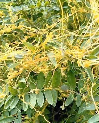 Cuscuta Cuscuta